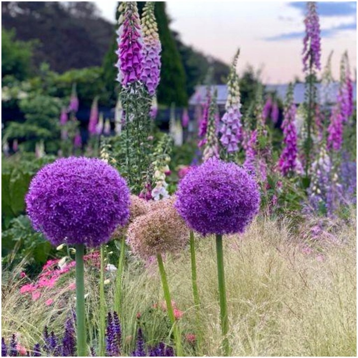 CZOSNEK ozdobny OLBRZYMI cebulki FIOLETOWY GLADIATOR 5 szt. + GRATIS