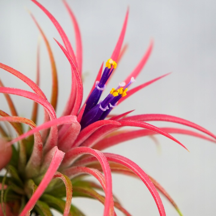 Tillandsia OPLĄTWA ionantha Intensywnie czerwona W ZIMOWYM OPAKOWANIU