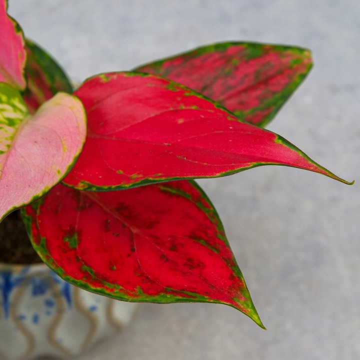 AGLAONEMA Pinky Promise DØ6cm Łatwa w uprawie. Idealna na prezent