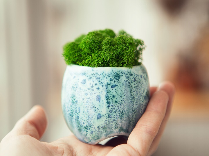 Mech CHROBOTEK RENIFEROWY fiński 500g ŚCIÓŁKA jasno zielony