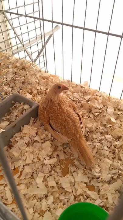 Bezpyłowe trociny ProBioBED Plus dla gryzoni jeży kur koni królika - 250 l