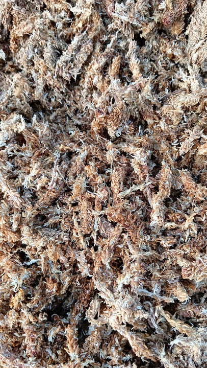 Mech Sphagnum Mech Torfowiec 3l