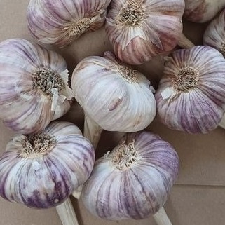 Czosnek zimowy Harnaś świeży Polski 1kg Do sadzenia i jedzenia ozimy