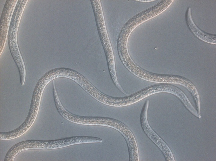 FELTI 2,5 mln pożyteczne NICIENIE bio preparat na ZIEMIÓRKI