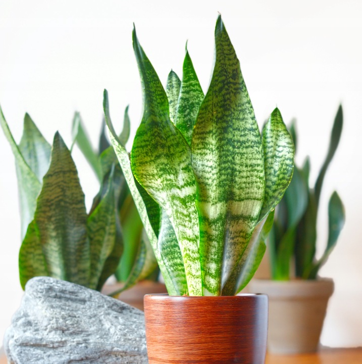 SANSEVIERIA 'ROBUST' pięknie ubarwione liście Sansewieria rozmiar S