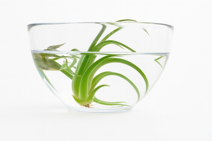TILLANDSIA, OPLĄTWA X 6 SZT, NA START ! airplant