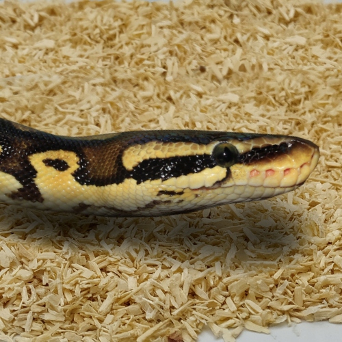 Podłoże dla węży Chipsi Snake 2kg Lignocel JRS