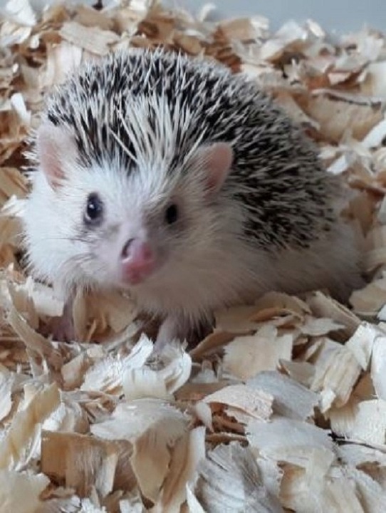 Bezpyłowe trociny ProBioBED Plus dla gryzoni jeży kur koni królika - 250 l