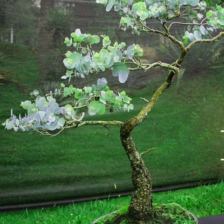 ZESTAW DO UPRAWY EUKALIPTUS SREBRNY DRZEWKO BONSAI NASIONA 5 SZT WIELOLETNI