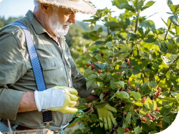 MOSPILAN 20SP 40G ŚRODEK PREPARAT OWADOBÓJCZY NA MSZYCĘ ĆMĘ SZKODNIKI
