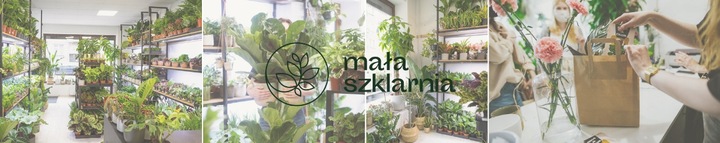 Monstera Monkey Mask XS Dziurawa Przepiękny Kwiat