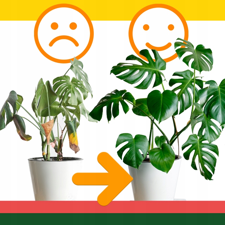 Sansevieria'Moonshine' KSIĘŻYCOWA PIĘKNOŚĆ -Sansewieria Wytrzymały Sukulent