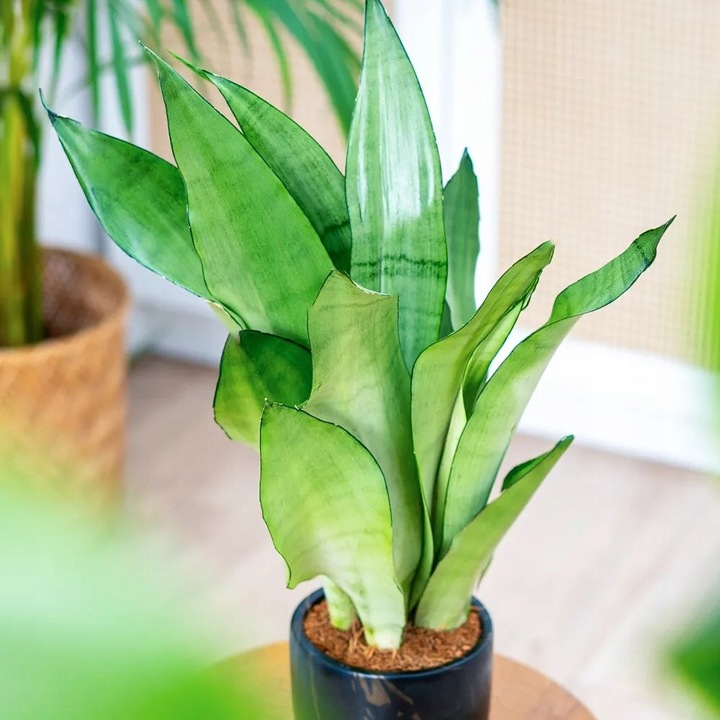 Sansevieria'Moonshine' KSIĘŻYCOWA PIĘKNOŚĆ Sansewieria Wytrzymały