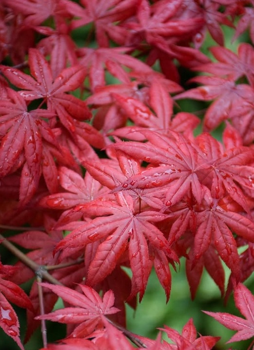 Klon Palmowy ATROPURPUREUM Sadzonka 1L