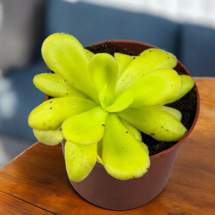 Pinguicula Tłustosz "TINA" idealny na ziemiórki, muszki owocówki itp.