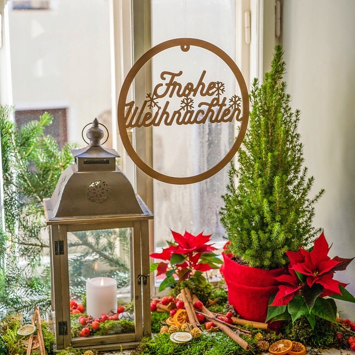 ŚWIERK CONICA ŁADNA CHOINECZKA DO DOMU I OGRODU CAŁOROCZNA SADZONKA W DONIC