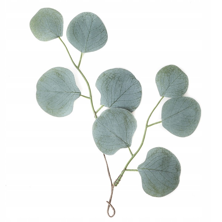 ZESTAW DO UPRAWY EUKALIPTUS SREBRNY DRZEWKO BONSAI NASIONA 5 SZT WIELOLETNI