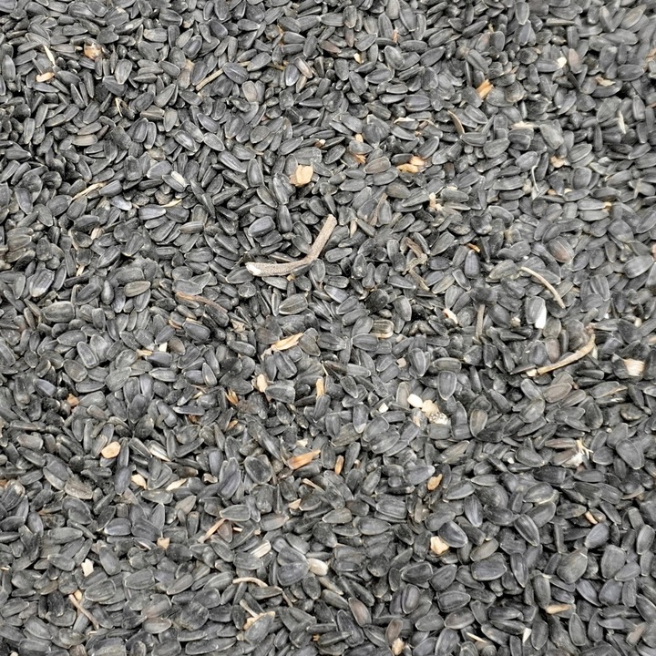 14kg Słonecznik czarny nie łuskany ziarno na zimę karmnik dla ptaków Champi
