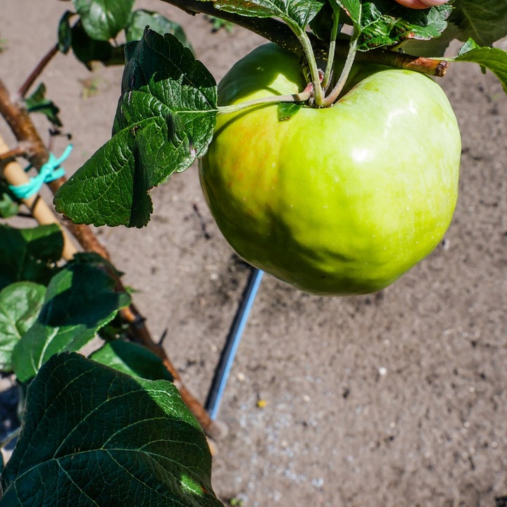 SADZONKI DRZEWKA OWOCOWE JABŁOŃ ANTONÓWKA BIAŁA ŚMIETANKOWA