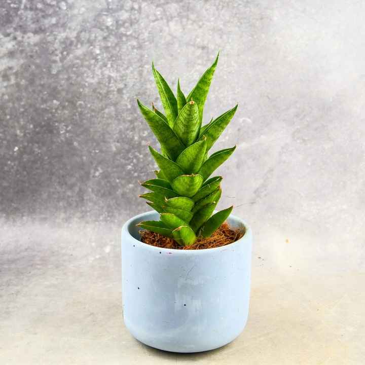 Sansevieria ''Starshooter'' Ø8cm kolekcjonerska niezniszczalna