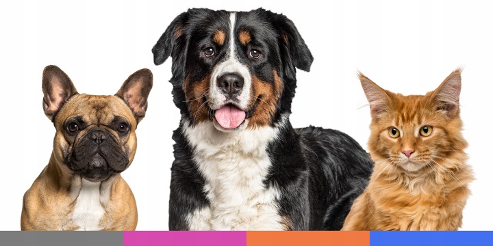 PRO SAFE Obroża na KLESZCZE PCHŁY psów kotów do 8kg ANTYKLESZCZOWA 38cm