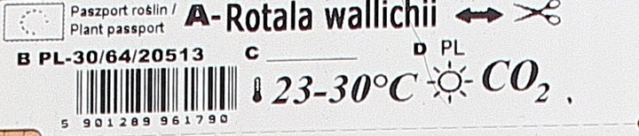 Rośliny do akwarium Rotala Walichii Przepiękna XXL