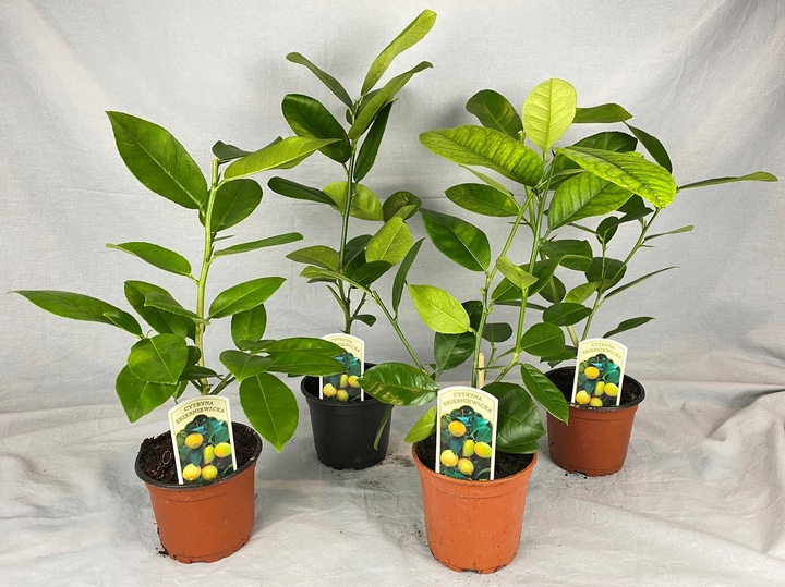 CYTRYNA SKIERNIEWICKA Cytrus