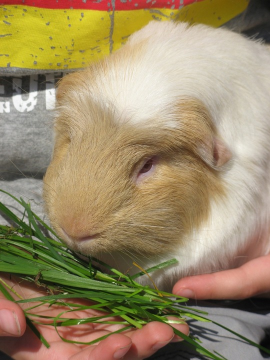 Wiórki Podłoże Celulozowe SPARK Ściółka Dla Królika Gryzoni 17l Żwirek