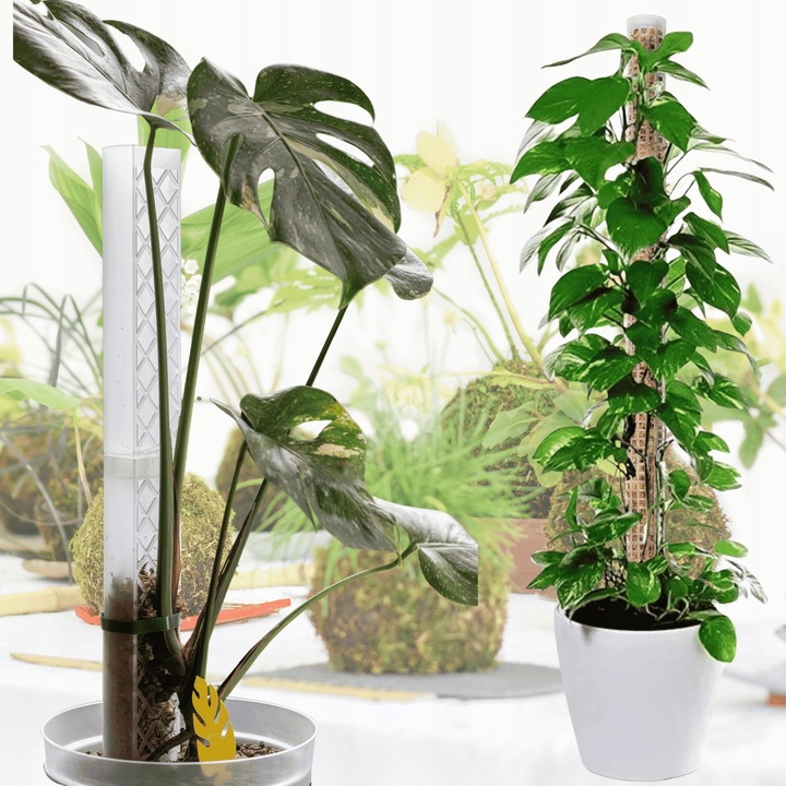 Mech Sphagnum 8L Besgrow Spagmoss Classic torfowiec 100G podłoże pH