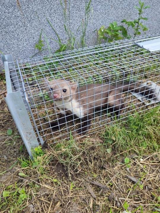 ŻYWOŁAPKA PUŁAPKA NA KUNY SZCZURY ŁASICE NORKI TCHÓRZE ŁASKI ŁAPKA