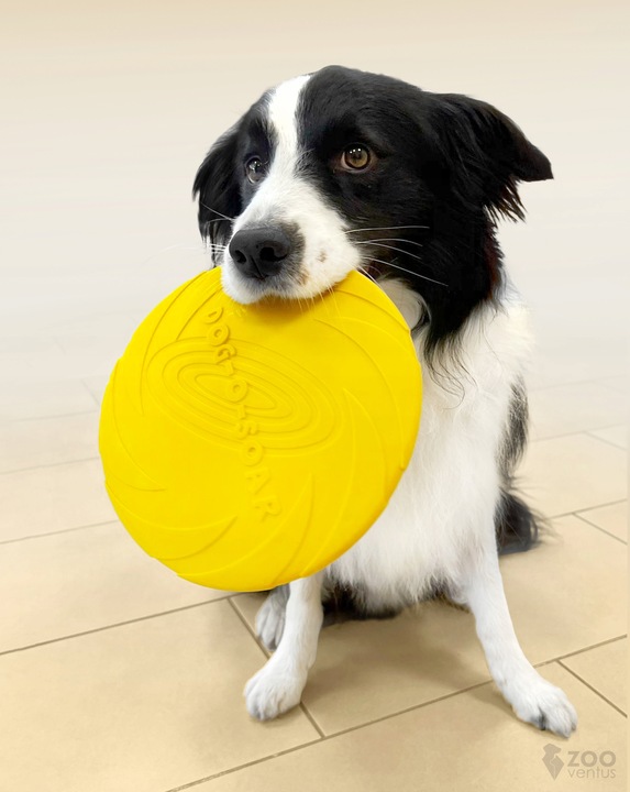 Zestaw 3x DYSK DO RZUCANIA APORTOWANIA FRISBEE GRYZAK zabawka dla psa