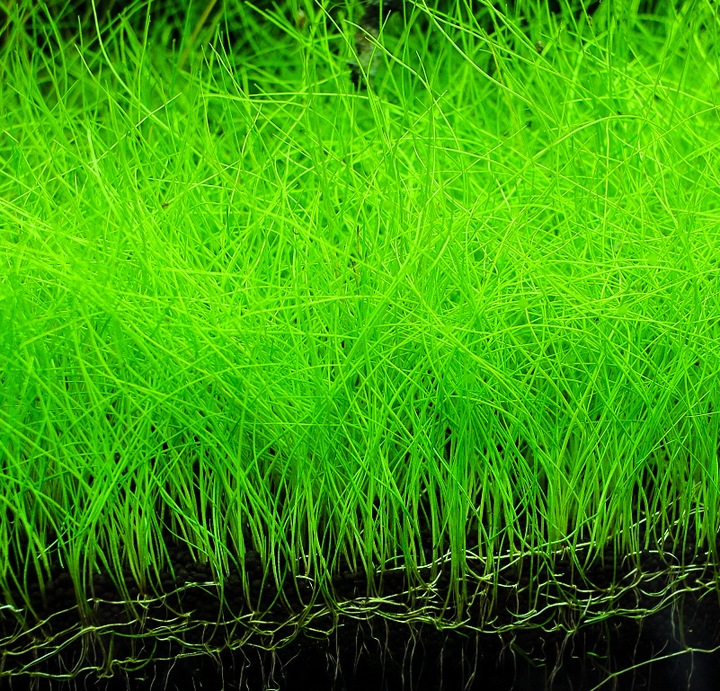 Rośliny do akwarium trawnik Eleocharis Parvula XXL