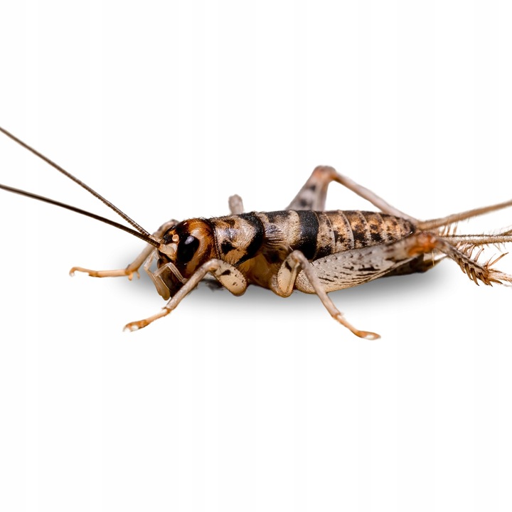 Świerszcze bananowe żywe Świerszcz średni 1,5cm - 150szt