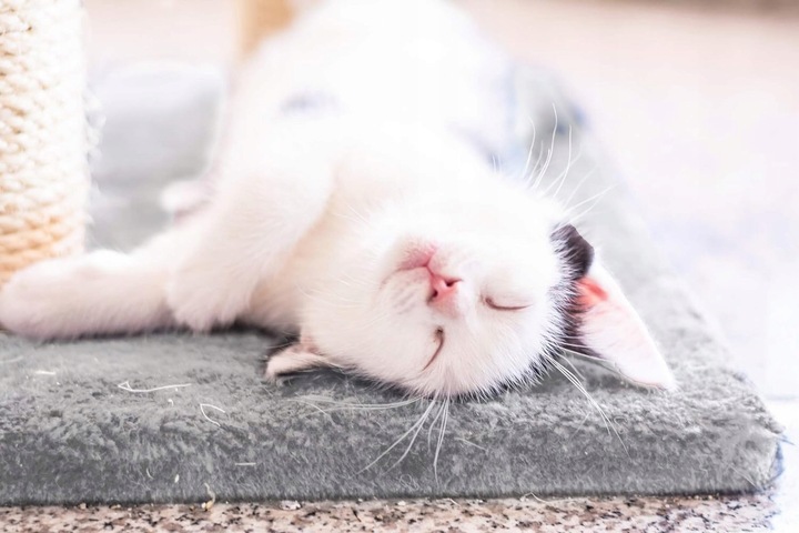 Drapak dla kota legowisko domek budka 53cm (F062)