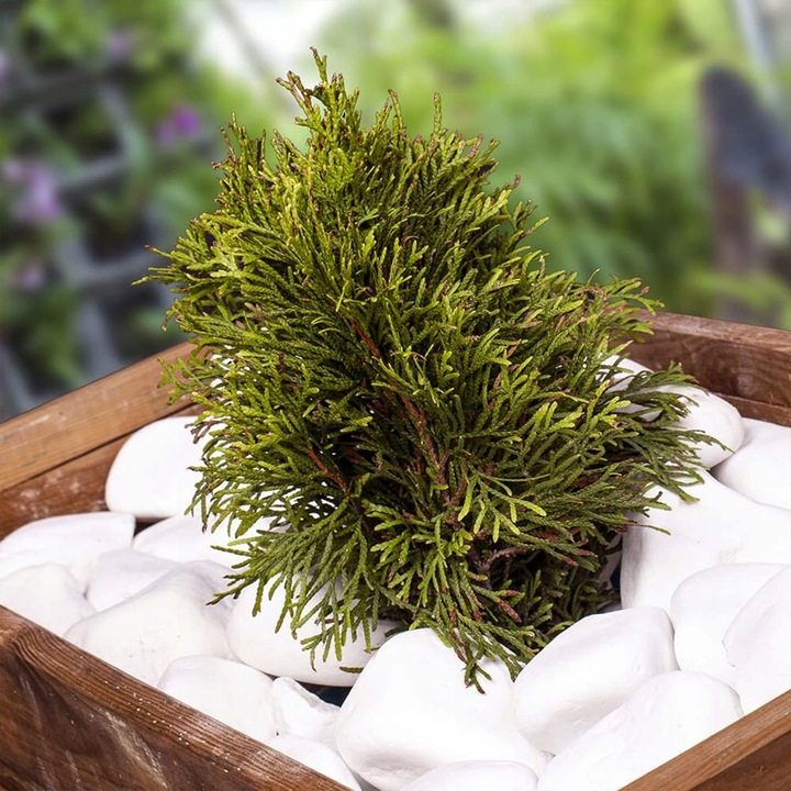 OTOCZAK BIAŁY KAMIEŃ THASSOS BIAŁE OTOCZAKI do OGRÓDU i DONICZEK 10 KG