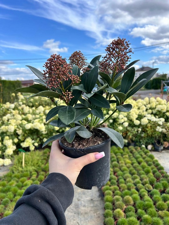 SKIMIA JAPOŃSKA Duże Sadzonki 1L 'Rubella'