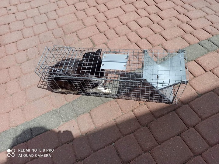 ŻYWOŁAPKA, PUŁAPKA, NA SZCZURY, KUNY, NORKI, TCHÓRZE, KOTY, ŁAPKA