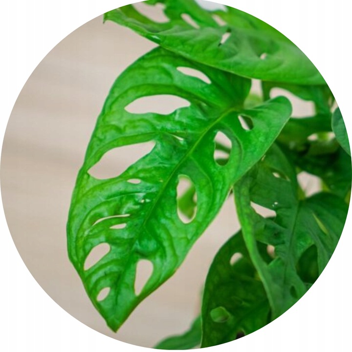 Monstera Monkey Mask XS Dziurawa Przepiękny Kwiat