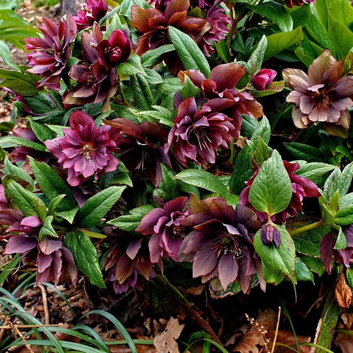 CIEMIERNIK DOUBLE ELLEN RED KWITNIE CAŁĄ ZIMĘ - SADZONKA P11/1 LITR