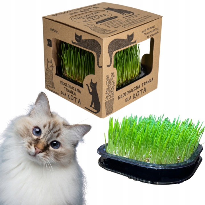 2x EKO Trawka Dla Kota Trawa Odkłaczająca Przysmak EKOLOGICZNA WYROŚNIĘTA