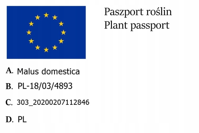 Jabłoń PAPIERÓWKA Oliwka żółta/ ODMIANA DESEROWA