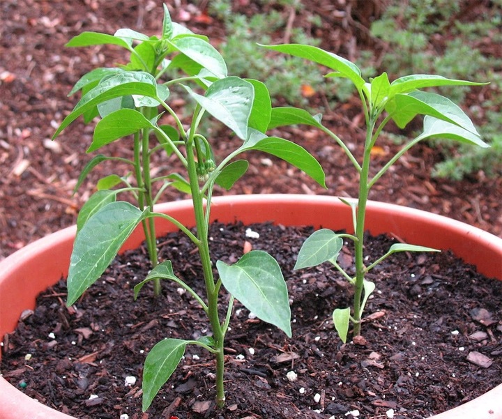 ZESTAW DO UPRAWY PAPRYKA CHILI DE CAYENNE PAPRYKA OSTRA NASIONA 5 SZT