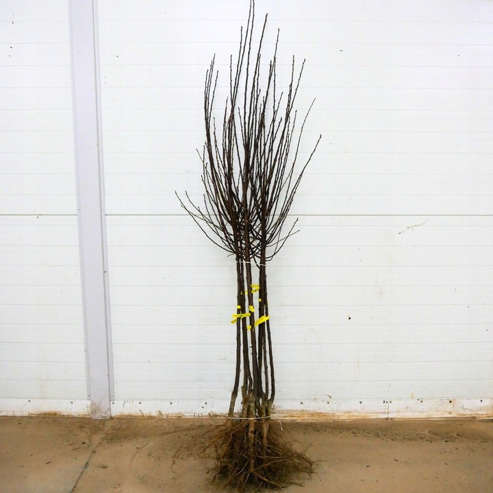 SADZONKI ŚLIWY RENKLODA ALTHANA SMACZNA SOCZYSTA PLENNA NR1 DRZEWKA