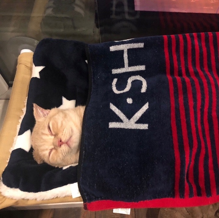 Hamak dla kota do okna – legowisko 55×35, idealne do obserwacji