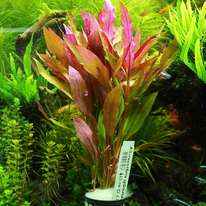 Alternanthera Splendida XXL Rośliny do akwarium