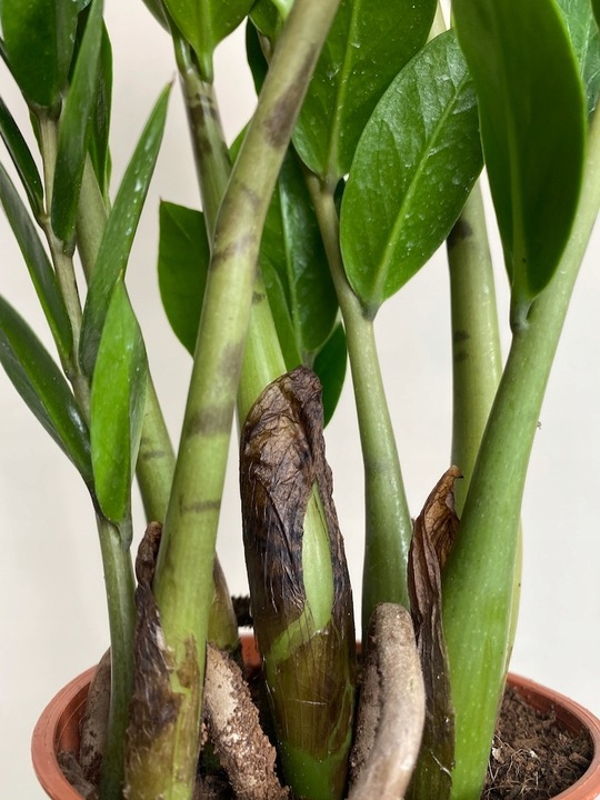 Zamiokulkas prosta w uprawie Zamikulkas 30cm