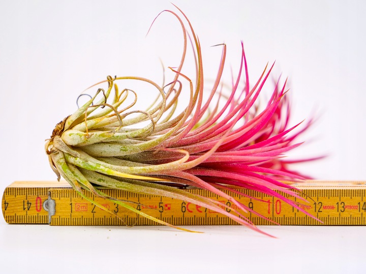 Tillandsia OPLĄTWA ionantha Intensywnie czerwona W ZIMOWYM OPAKOWANIU