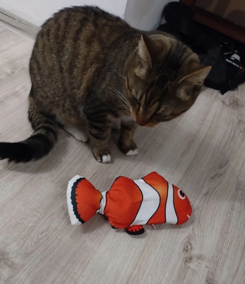 Elektryczna RYBA interaktywna Zabawka dla kota15