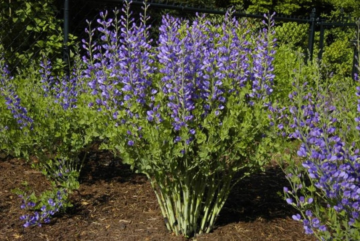 Baptysja Błękitna Bylina DŁUGOWIECZNA Mrozoodporna -35 Stopni Sadzonka