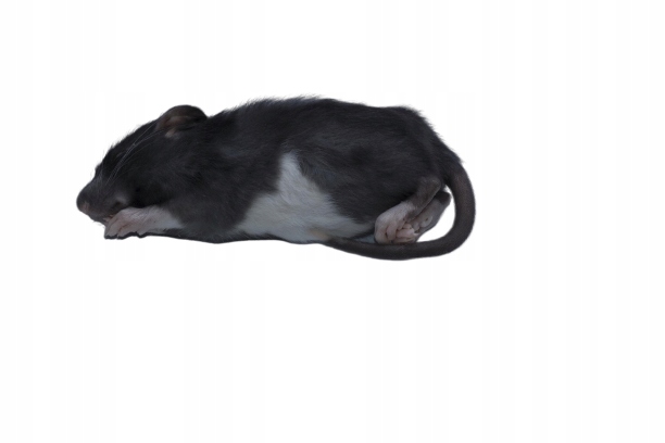 Szczury mrożone 30/40g 10 sztuk